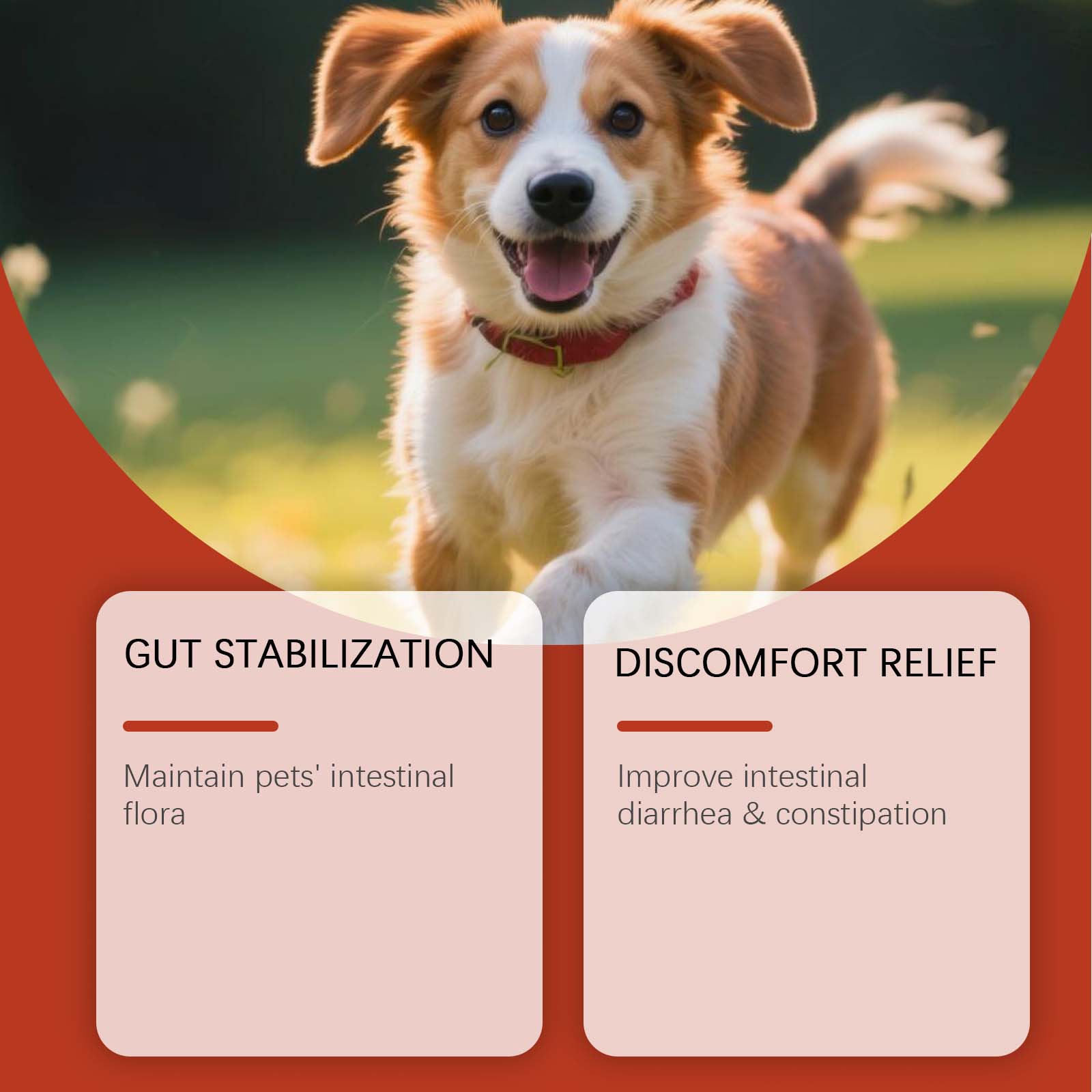 Hunde-Probiotika-Pulver zur Un – Health Wellness Vitality Bewertung und Preis